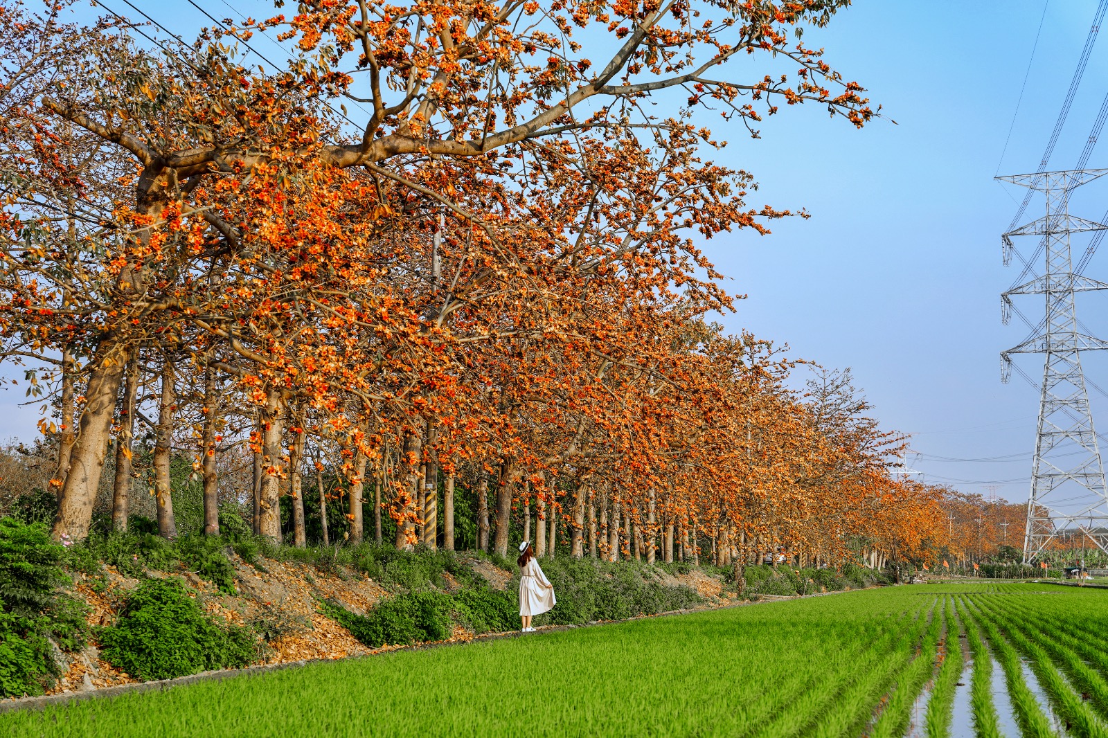 圖片來源/埤頭鄉木棉道-LINE熱點用戶