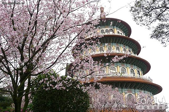 前往淡水天元宮賞櫻可搭乘淡水輕軌再轉乘接駁公車，不用繞遠路到捷運淡水站搭車(圖/卡優新聞網)