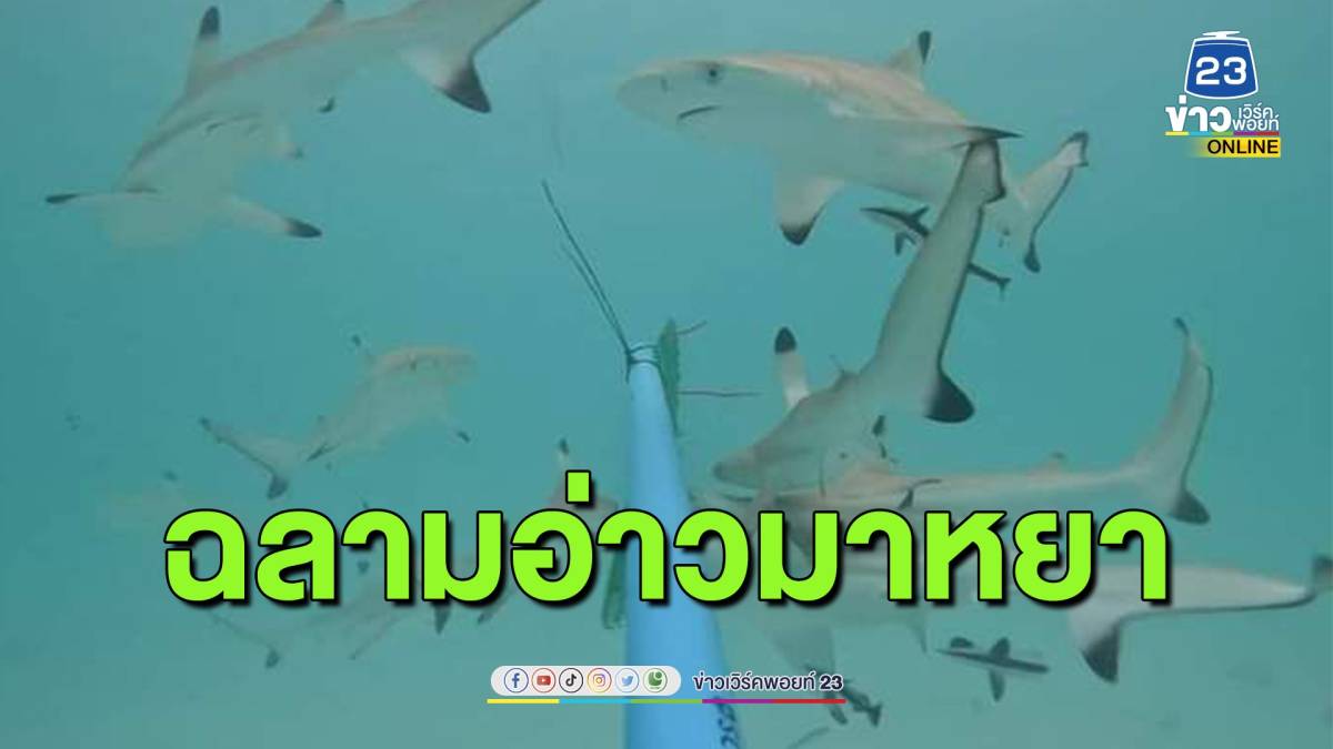 ธรรมชาติฟื้นตัวอ่าวมาหยา หมู่เกาะพีพี พบฉลามครีบดำกว่า 18 ตัวต่อวัน เผย ...