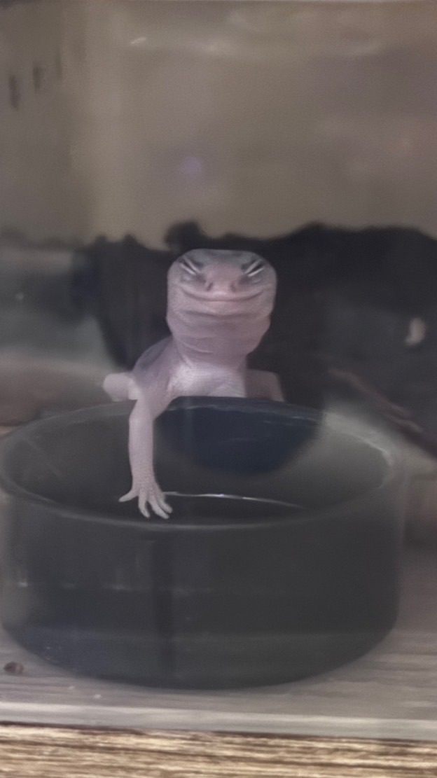 小小爬蟲