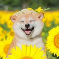 年收入