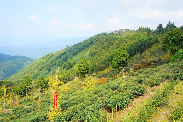 大崙山觀光茶園