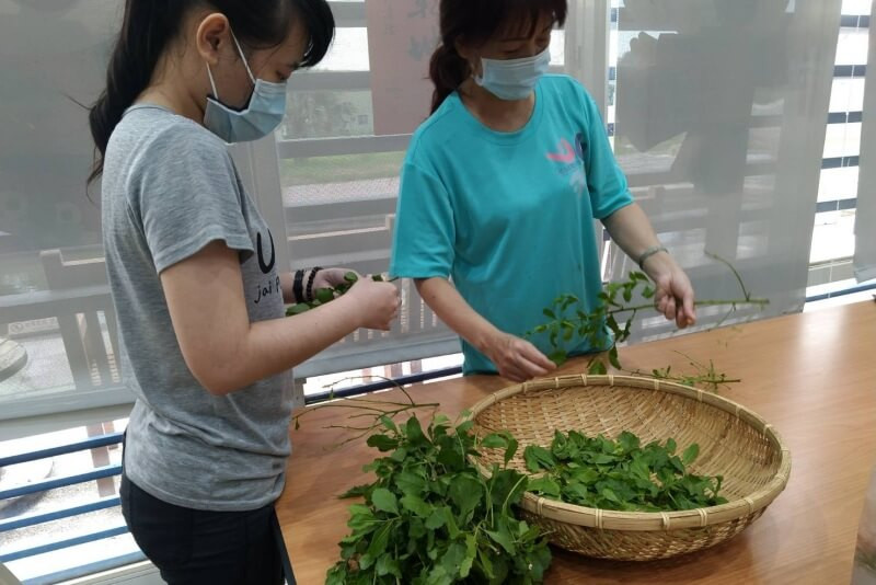 劉克襄雲嘉南筆記雲林口湖欒樨