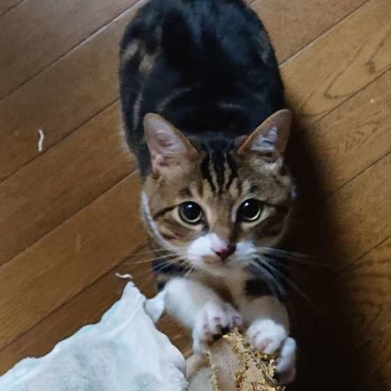 猫がよくするしぐさやポーズ、どんな気持ちを表してるの？