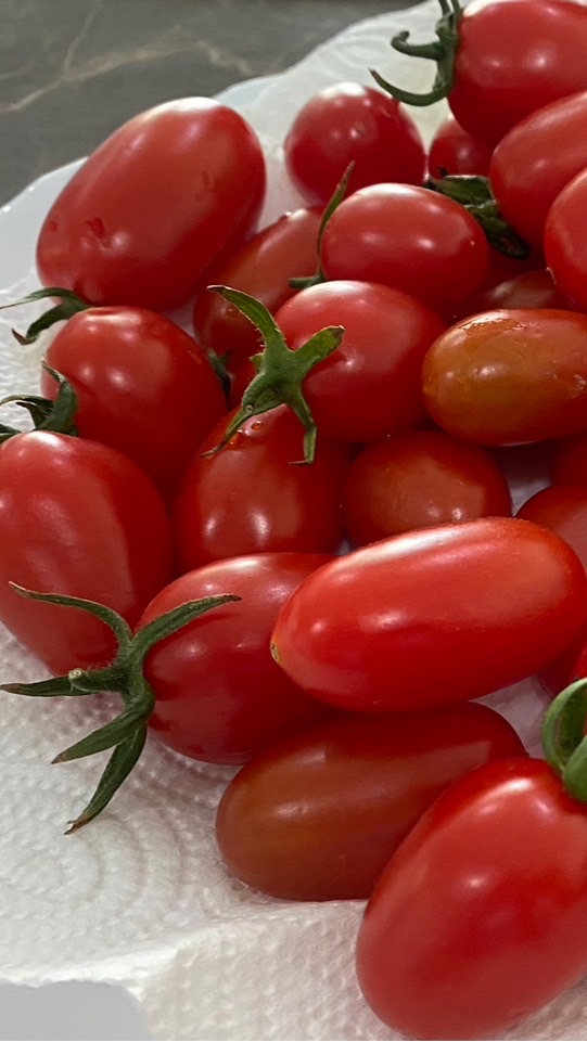 🍅จำหน่ายกล้ามะเขือเทศทานสด🍅