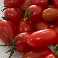🍅จำหน่ายกล้ามะเขือเทศทานสด🍅