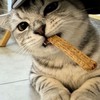 好きなことを好きなだけ好きにするオプ