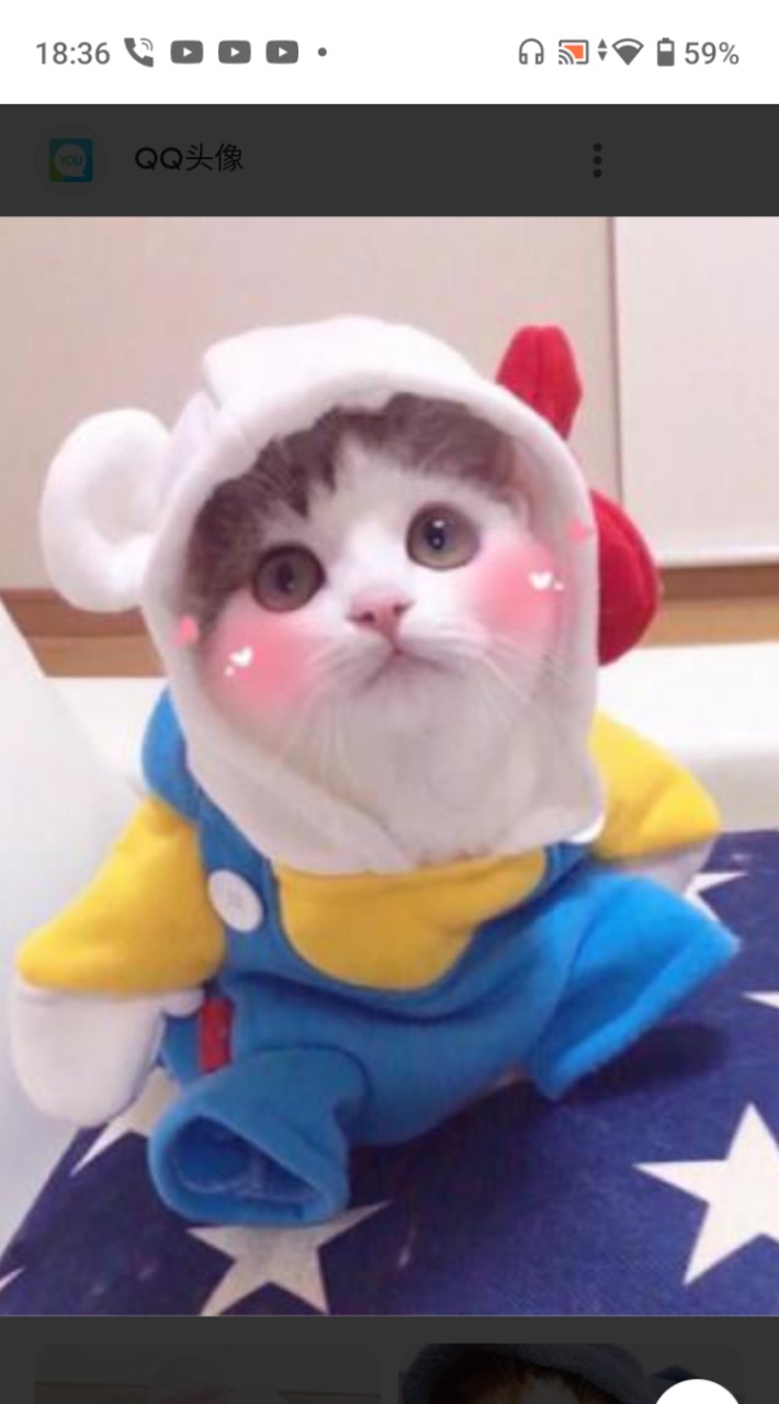 喜欢猫的可以进