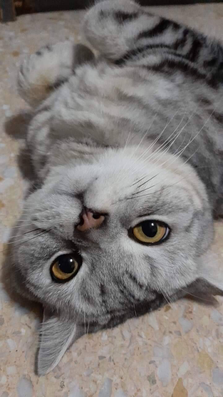 สัตว์เลี้ยงน่ารัก