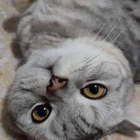 สัตว์เลี้ยงน่ารัก