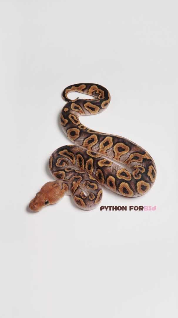 PYTHONFORBId．Pd球蟒