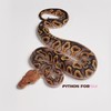 PYTHONFORBId．Pd球蟒
