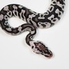 PYTHONFORBId．Pd球蟒