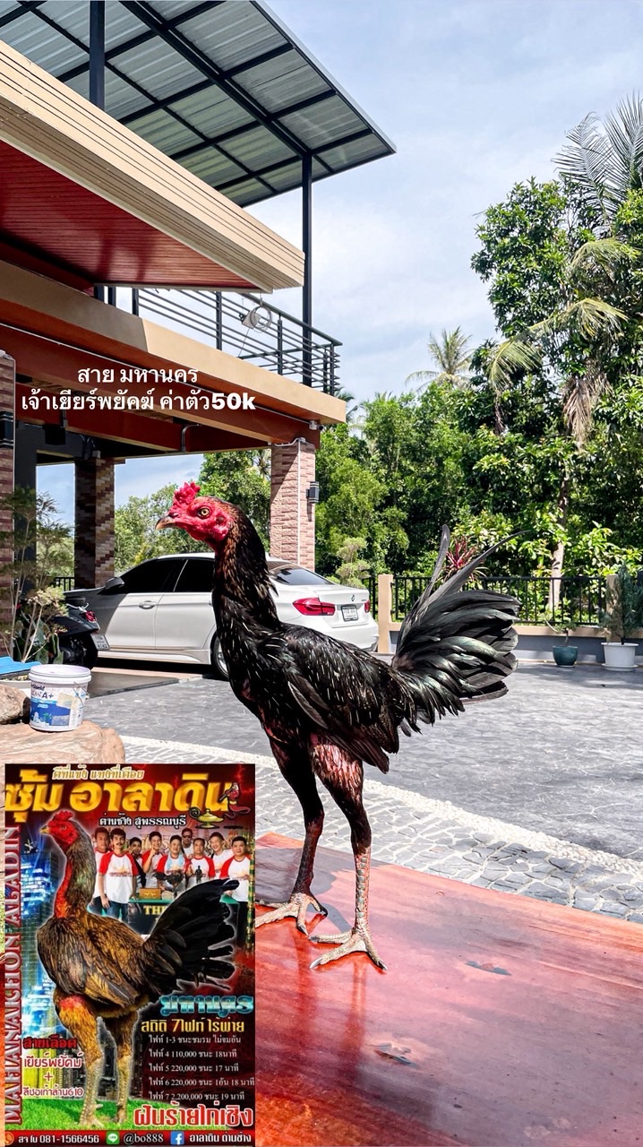 ซุ้มพยัคฆ์ก้าวหน้าฟาร์ม