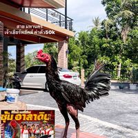 ซุ้มพยัคฆ์ก้าวหน้าฟาร์ม