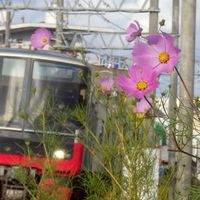 名鉄.鉄道を撮るのが好きな人集まれー