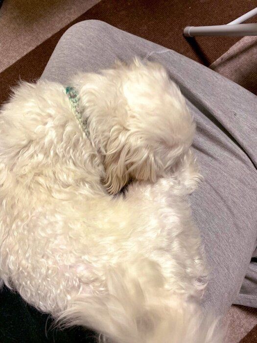 愛犬に乗られたときの上手な切り返し方