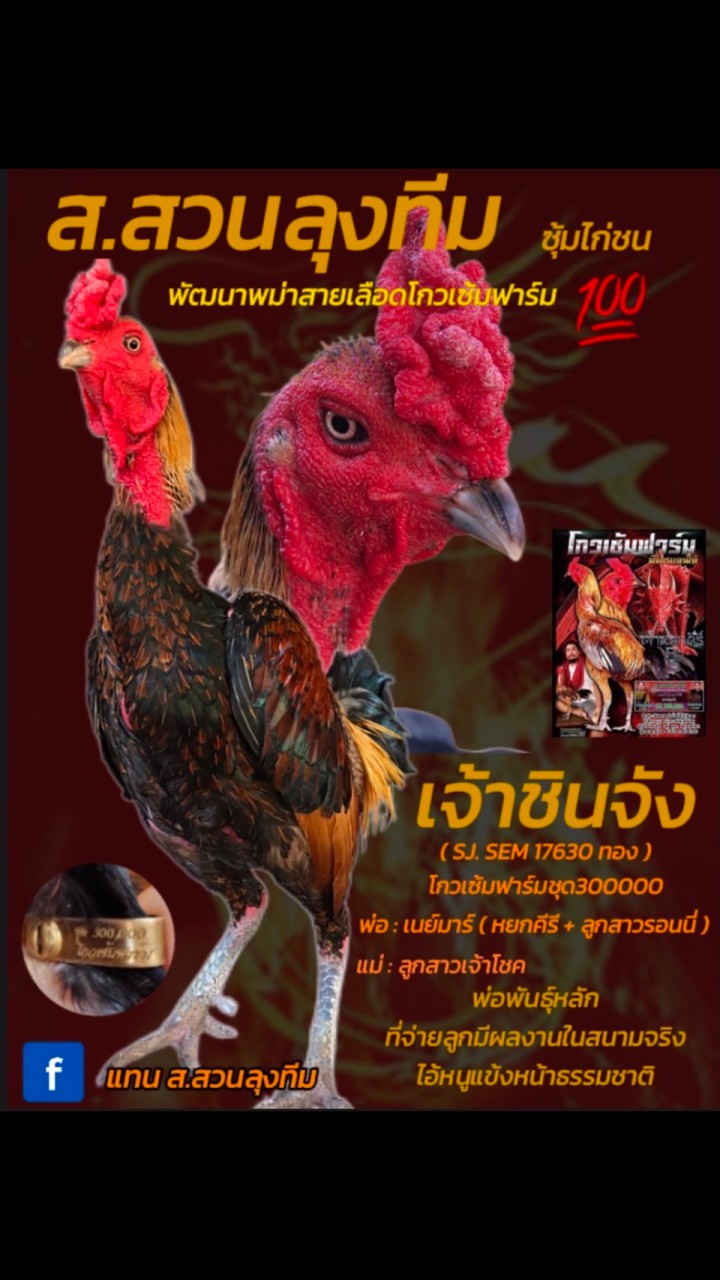 แบ่งไก่ชนสายเลือดเงินล้าน🐲🐉💯