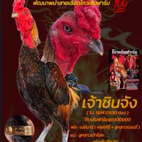 แบ่งไก่ชนสายเลือดเงินล้าน🐲🐉💯