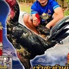 ไก่ชนน้องพิงค์ สาย ส.สนั่น