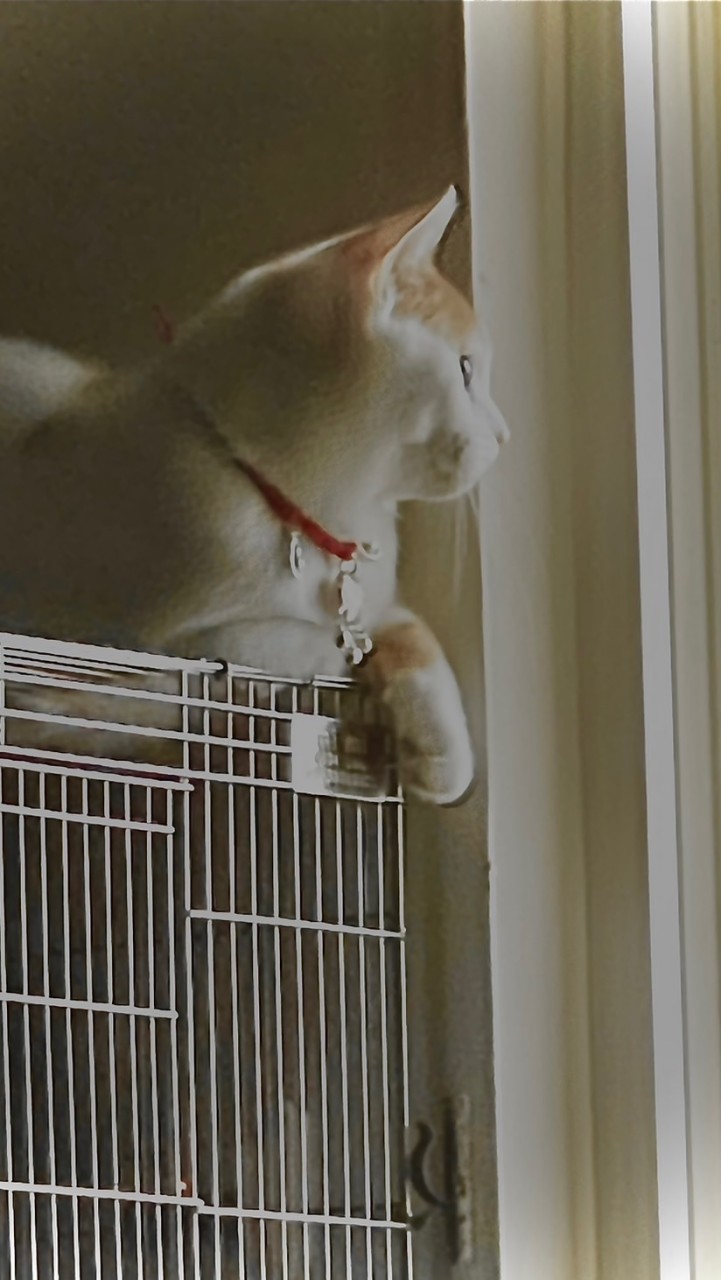 動物攝影區