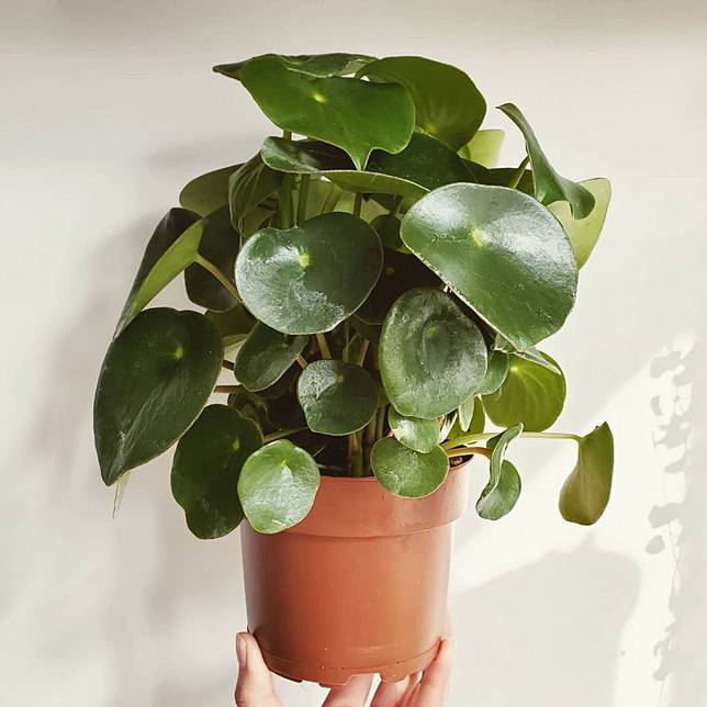 7 Tanaman Hias Daun Hijau Kecil Unik Dan Cocok Untuk Pot Mini Brilio Net Line Today