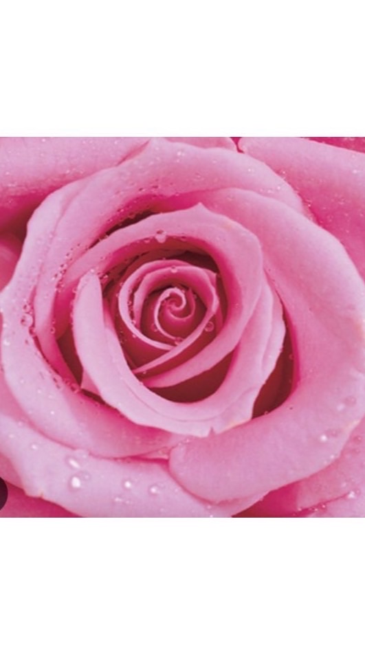 玫瑰🌹慈和會