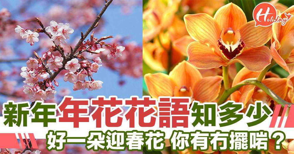 新年花花語係咩 有咩特別意思 屋企今年有冇擺啱旺自己嘅年花呢 Presslogic Holiday假期日誌 Line Today