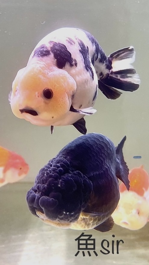 魚Sir水族