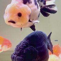 魚Sir水族
