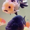 魚Sir水族