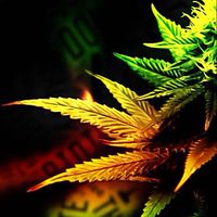 WeedGreenFun