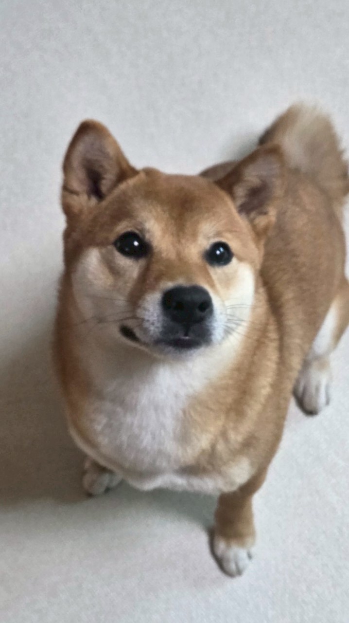 拆卡卡卡卡卡🐰🦊🐻🐿️🐧