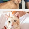 รักษาแมวเป็น FIP (เยื่อบุช่องท้องอักเสบ)​
