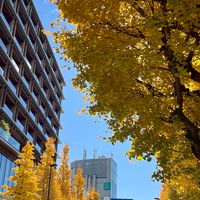 木木家の連線代購🌰