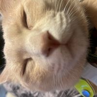 俺のペットになりたい人ここにきて