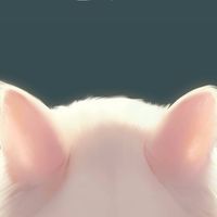 戰界 貓咪紙箱屋