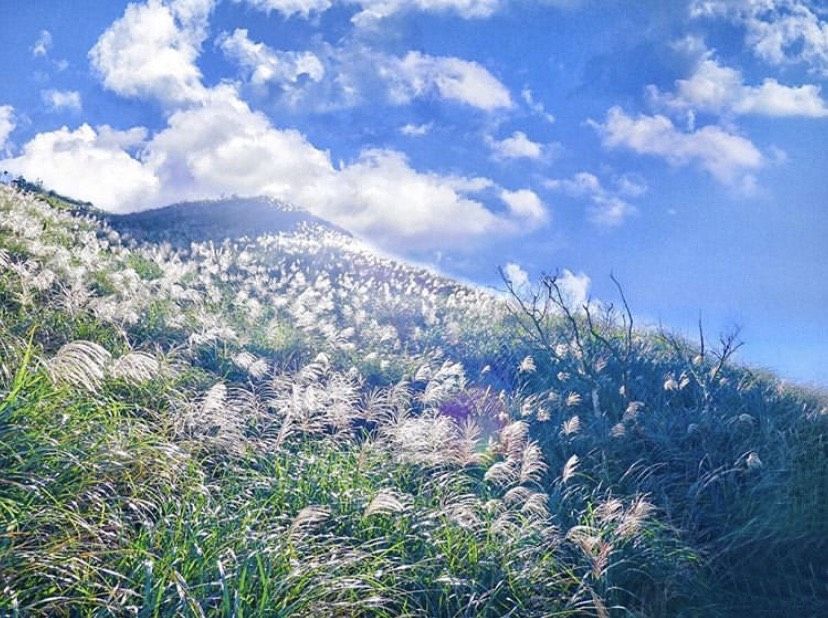 IG超紅必拍芒花！秋季限定草嶺古道芒花季登場！