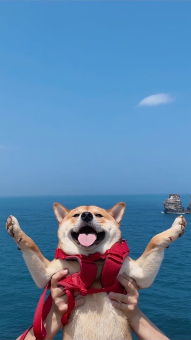 露營夥伴✨