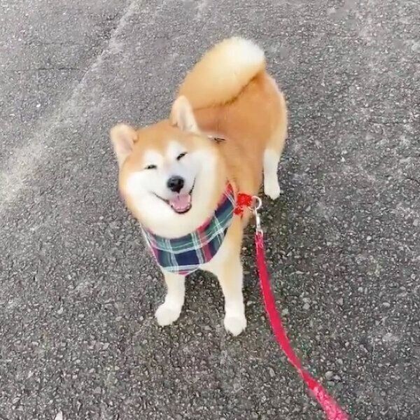 幸せいっぱいの笑顔を決めてくれる柴犬に癒される