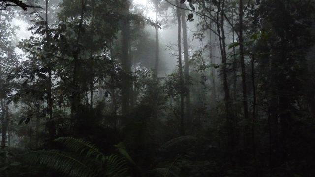 Bikin Heboh Jagat Maya, Ini Legenda Manusia Kerdil di Hutan Indonesia