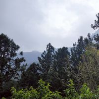 阿丹“溪頭最順路團購站 🌿 爬山健走＆養生私房貨”