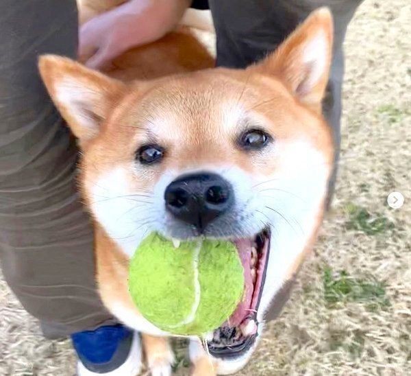 おててばーん する柴犬 スローで見るとおもしろい