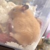 ハムスターの飼育事情