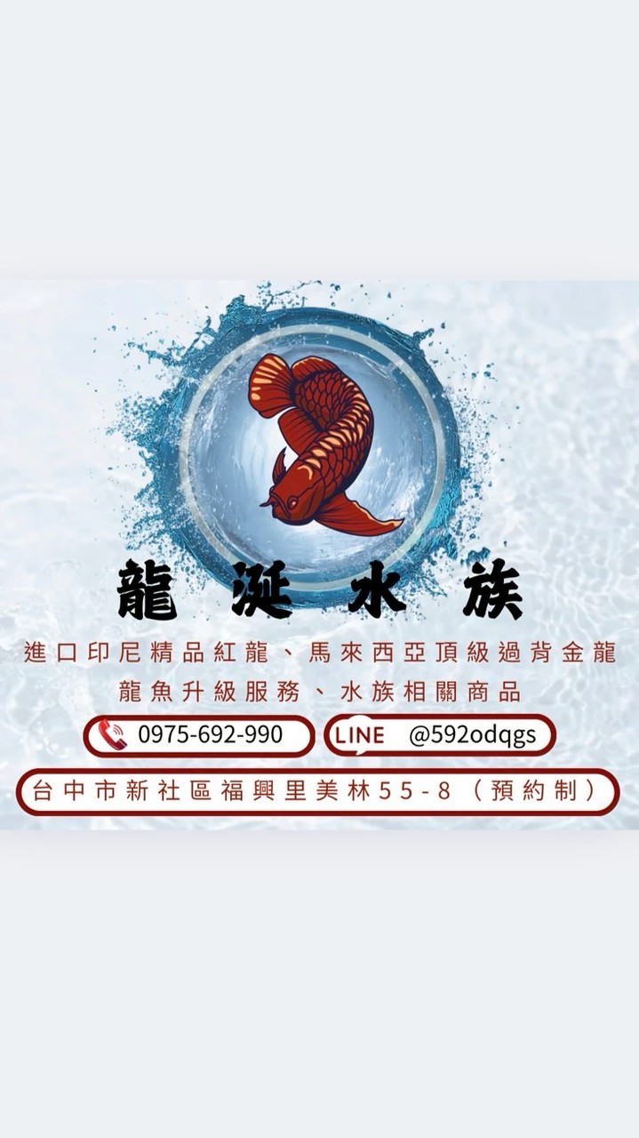 龍涎水族-精品紅龍