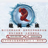 龍涎水族-精品紅龍