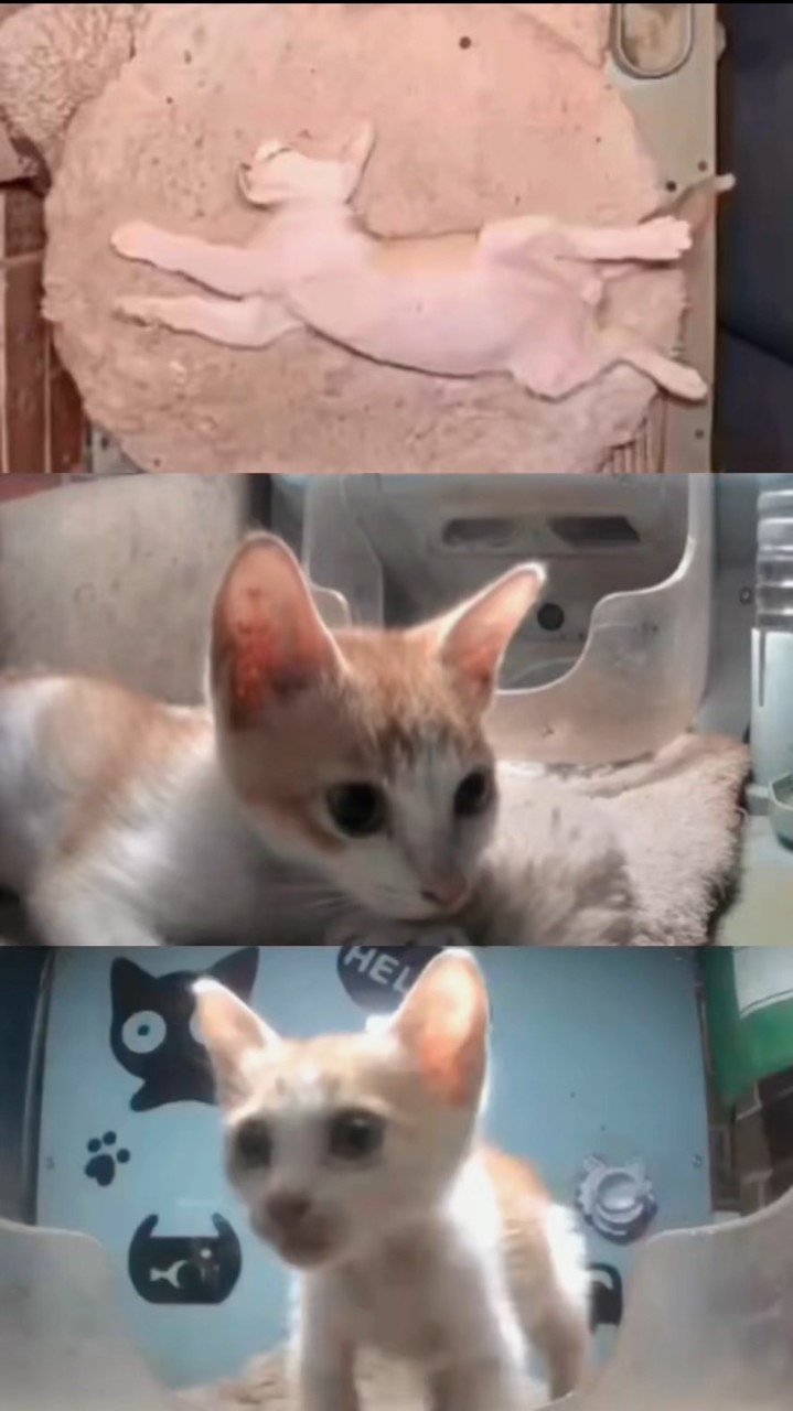 ส้มจิ๋วฯลฯ🐈✨