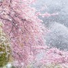 雪花 ￤ 全界隈 壁打