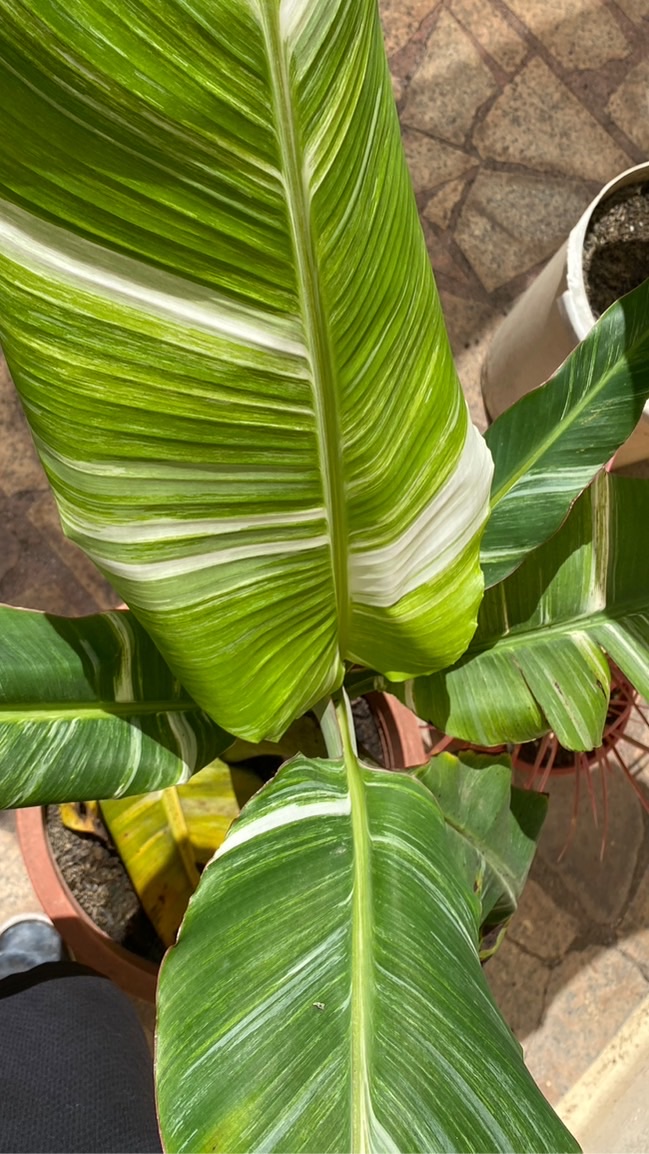 綠園子植物交流