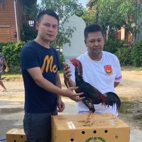 หนึ่งภูซาง สายเสือด ส มีสุวรรณ